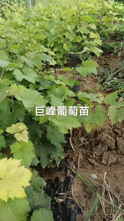 巨峰葡萄苗。一年扦插苗。需要联系。苗圃基地直销！需要联系18534302961
