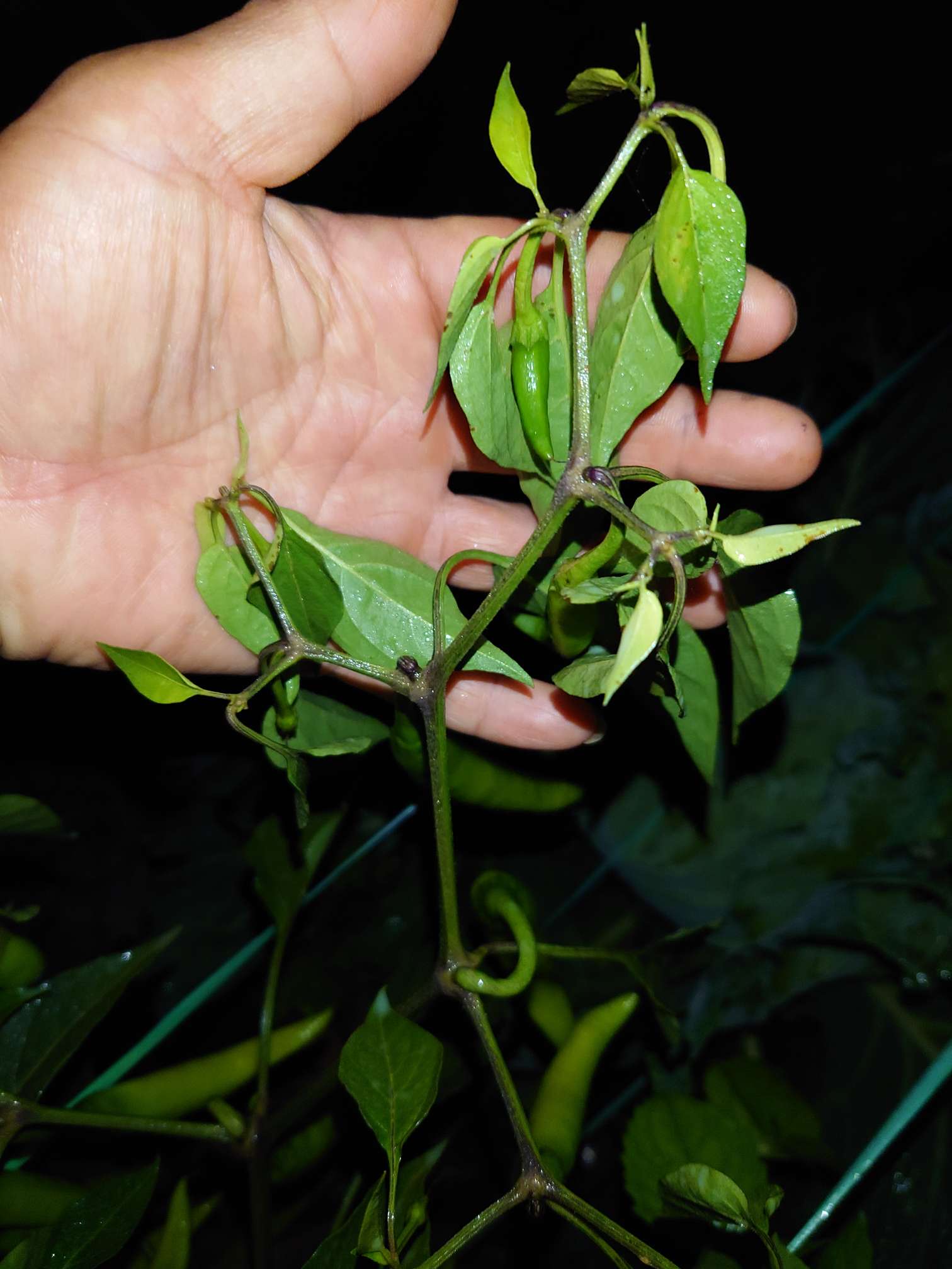 http://st-static1.zhouxiaoxiao.com/forums/2025/09/04/17569459698417.jpeg