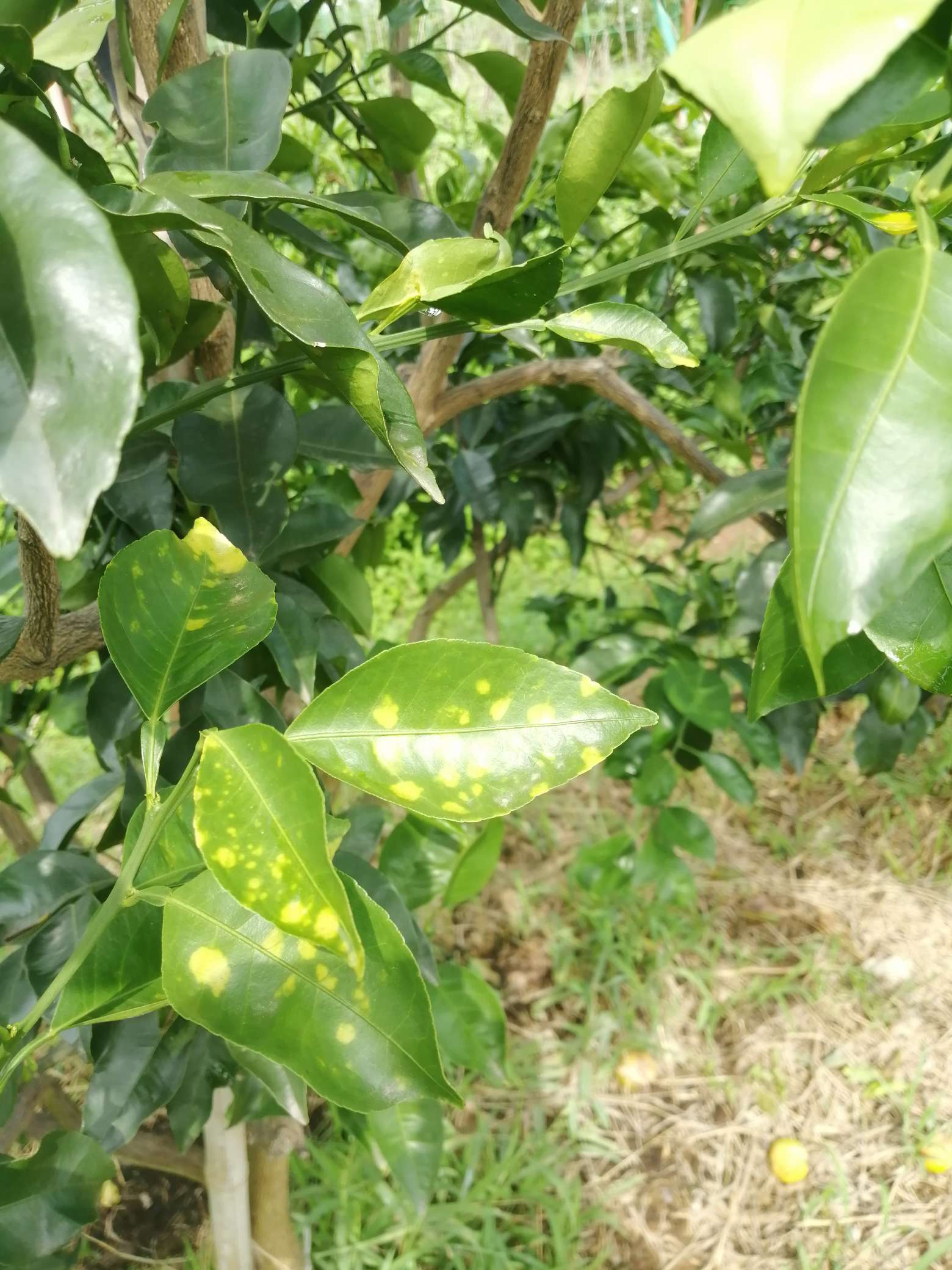 http://st-static1.zhouxiaoxiao.com/forums/2025/09/12/17576296742971.jpeg