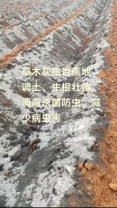 [太阳]纯植物草木灰源头厂家，草木灰广泛适用于各类农作物，是性价比很高的有机肥