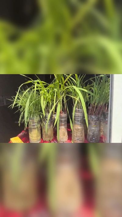 微生物菌剂，出厂前每克添加5亿微生物。最新实验生根育苗，保证不烧苗，促进毛细根增长，抑制病虫害，疏松土壤，保水保肥。近期需要用肥的老板提前联系，19331068337微信同步。