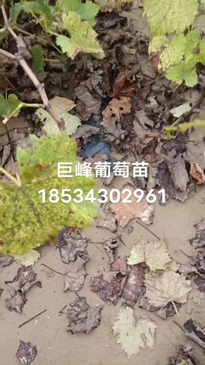 巨峰葡萄苗，一年扦插苗，苗圃基地直销！需要联系18534302961
