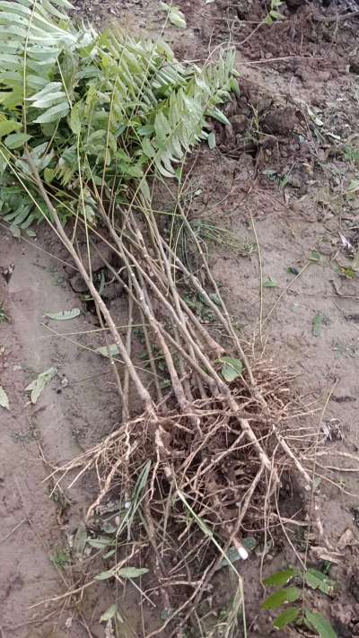 出售臭椿苗，巨峰葡萄苗。药用连翘苗，科研五号优质种苗，2/5年苗，药用连翘树，挂果树，全国包邮到家！财富密码18534302961