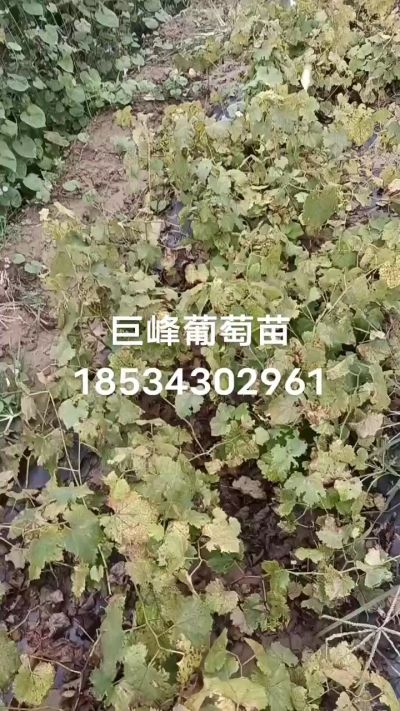 出售早熟巨峰葡萄苗。药用连翘苗，科研五号优质种苗，2/5年苗，药用连翘树，挂果树，全国包邮到家！财富密码18534302961