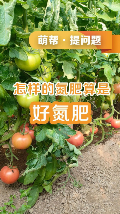 怎样的氮肥算是好氮肥