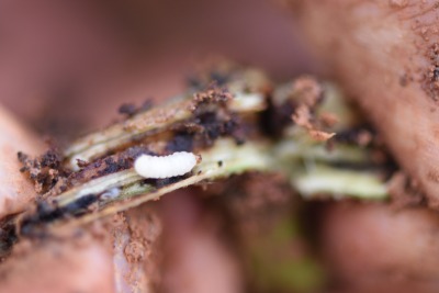 冬季甘薯采收后的田间管理&mdash;&mdash;清洁田园与土壤消毒