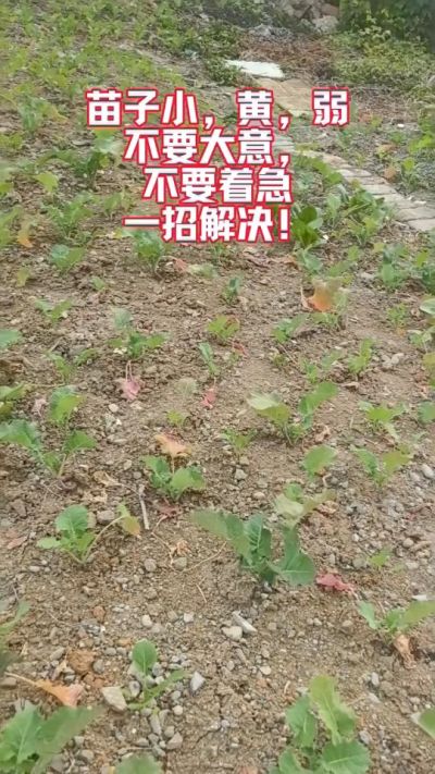 油菜苗子弱苗子小，就用多石粮，5天见效果。