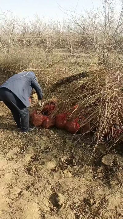 出售药用连翘苗，科研五号优质种苗，2/5年苗，药用连翘树，挂果树，全国包邮到家！财富密码18534302961出售药用连翘苗，科研五号优质种苗，2/5年苗，药用连翘树，挂果树，全国包邮到家！财富密码1