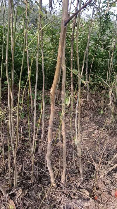 出售臭椿苗，巨峰葡萄苗。药用连翘苗，科研五号优质种苗，2/5年苗，药用连翘树，挂果树，全国包邮到家！财富密码18534302961