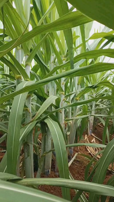 广西黑皮果蔗，从苗期到生长期全过程，高度，叶子长式