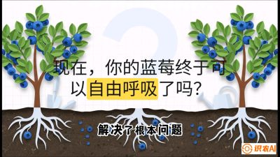 第3节：别把树&ldquo;憋死&rdquo;&mdash;&mdash;正确的定植与换盆手法,   课程：《蓝莓&ldquo;高产&rdquo;实战课：从选苗到丰收的10个关键点》