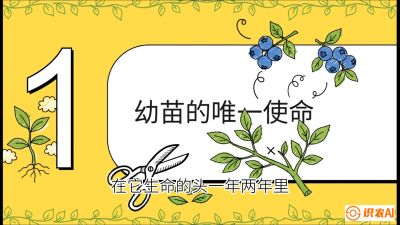第6节：修剪决定产量（上）&mdash;&mdash;幼苗期与生长期修剪， 课程：《蓝莓&ldquo;高产&rdquo;实战课：从选苗到丰收的10个关键点》
