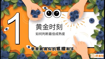 第10节：完美的&ldquo;果粉&rdquo;&mdash;&mdash;采摘时机与保鲜， 课程：《蓝莓&ldquo;高产&rdquo;实战课：从选苗到丰收的10个关键点》