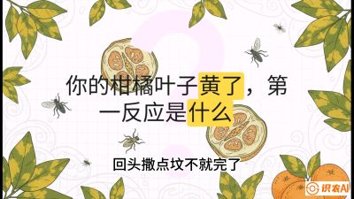 第一节：保命生死线&mdash;&mdash;黄龙病与木虱，课程：《柑橘十大病虫害：从入门到精通》