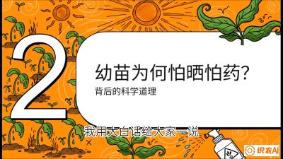 第02节：幼树管理&mdash;&mdash;&ldquo;防晒又防草，树势起得早&rdquo;，课程：《槟榔种植：从不懂到精通的10堂必修课》