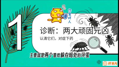 第06节：顽固虫害防治&mdash;&mdash;&ldquo;钻心虫与红蜘蛛，打准时间才服输&rdquo;《槟榔种植：从不懂到精通的10堂必修课》