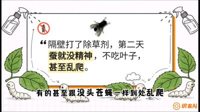 第05节：养蚕人的&ldquo;排雷战&rdquo;&mdash;&mdash;除草剂的生死禁忌，课程：《桑海淘金：桑树高产与蚕桑安全进阶实战课》