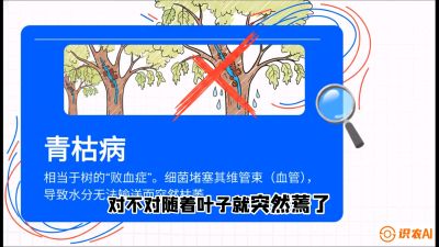 第08节：看不见的杀手&mdash;&mdash;青枯病与萎缩病，课程：《桑海淘金：桑树高产与蚕桑安全进阶实战课》