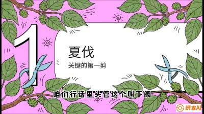 第11节：叶果双收&mdash;&mdash;特殊的夏伐与冬伐，课程：《桑海淘金：桑树高产与蚕桑安全进阶实战课》