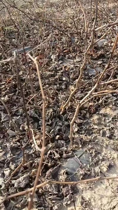 出售巨峰葡萄苗。药用连翘苗，科研五号优质种苗，2/5年苗，药用连翘树，挂果树，全国包邮到家！财富密码18534302961