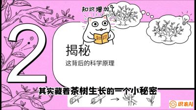 第04节（修剪篇）：树势复活术：从&ldquo;越剪越弱&rdquo;到&ldquo;枝繁叶茂&rdquo;的能量管理与夏秋茶逆袭，课程：《茶金时代：从&ldquo;看天吃饭&rdquo;到&ldquo;精准控局&rdquo;的茶叶高产提质实战课》