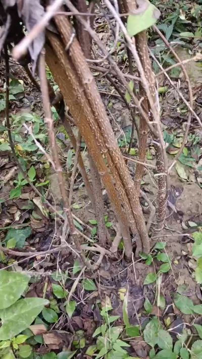 出售药用连翘苗，科研五号优质种苗，2/5年苗，药用连翘树，挂果树，全国包邮到家！财富密码18534302961出售药用连翘苗，科研五号优质种苗，2/5年苗，药用连翘树，挂果树，全国包邮到家！财富密码1