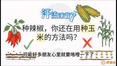 第1节：【品种定江山】工业辣椒vs小米辣：底肥公式与密度陷阱的&ldquo;百万生意经&rdquo;，课程：《辣椒种植实战特训营，从工业辣椒到精品小米辣，教你如何把&ldquo;草&rdquo;种成&ldquo;金&rdquo;》