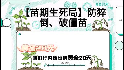 第2节：【苗期生死局】防猝倒、破僵苗，决定后期产量的&ldquo;黄金20天&rdquo;，课程：《辣椒种植实战特训营，从工业辣椒到精品小米辣，教你如何把&ldquo;草&rdquo;种成&ldquo;金&rdquo;》