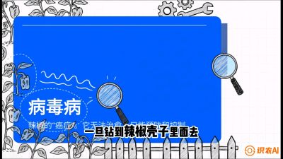 第5节：【病毒病阻击】辣椒的&ldquo;癌症&rdquo;怎么治？从&ldquo;绝收恐慌&rdquo;到&ldquo;带毒生产&rdquo;的逆转术，课程：《辣椒种植实战特训营，从工业辣椒到精品小米辣，教你如何把&ldquo;草&rdquo;种成&ldquo;金&rdquo;》