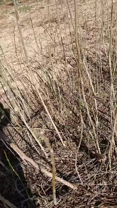 出售臭椿苗，巨峰葡萄苗。药用连翘苗，科研五号优质种苗，2/5年苗，药用连翘树，挂果树，全国包邮到家！财富密码18534302961