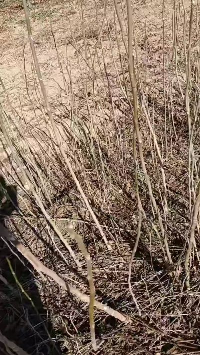 出售臭椿苗，巨峰葡萄苗。药用连翘苗，科研五号优质种苗，2/5年苗，药用连翘树，挂果树，全国包邮到家！财富密码18534302961