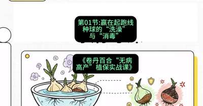 第01节：赢在起跑线&mdash;&mdash;种球的&ldquo;洗澡&rdquo;与&ldquo;消毒&rdquo;，课程：《卷丹百合&ldquo;无病高产&rdquo;植保实战课》#识农AI