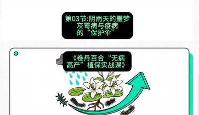 第03节：阴雨天的噩梦&mdash;&mdash;灰霉病与疫病的&ldquo;保护伞&rdquo;，课程：《卷丹百合&ldquo;无病高产&rdquo;植保实战课》#识农AI