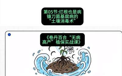 第05节：烂根也是病&mdash;&mdash;镰刀菌基腐病的&ldquo;土壤消毒术&rdquo; ，课程：《卷丹百合&ldquo;无病高产&rdquo;植保实战课》#识农AI