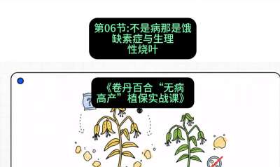 第06节：不是病那是饿&mdash;&mdash;缺素症与生理性烧叶 ，课程：《卷丹百合&ldquo;无病高产&rdquo;植保实战课》#识农AI