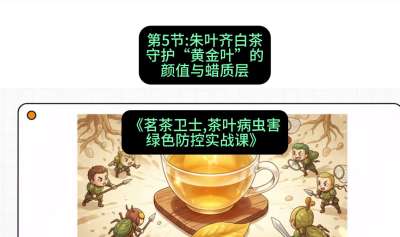 第05节：朱叶齐白茶&mdash;&mdash;守护&ldquo;黄金叶&rdquo;的颜值与蜡质层（重点），课程：《茗茶卫士&mdash;&mdash;茶叶病虫害绿色防控实战课》#识农AI
