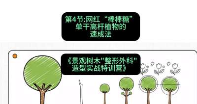 第04节：网红&ldquo;棒棒糖&rdquo;&mdash;&mdash;单干高杆植物的速成法，课程：《景观树木&ldquo;整形外科&rdquo;造型实战特训营》#识农AI