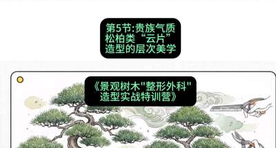 第05节：贵族气质&mdash;&mdash;松柏类&ldquo;云片&rdquo;造型的层次美学，课程：《景观树木&ldquo;整形外科&rdquo;造型实战特训营》#识农AI