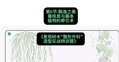 第06节：飘逸之美&mdash;&mdash;垂枝类与藤本植物的牵引术，课程：《景观树木&ldquo;整形外科&rdquo;造型实战特训营》#识农AI