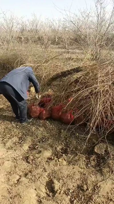 出售药用连翘苗，科研五号优质种苗，2/5年苗，药用连翘树，挂果树，全国包邮到家！财富密码18534302961出售药用连翘苗，科研五号优质种苗，2/5年苗，药用连翘树，挂果树，全国包邮到家！财富密码1