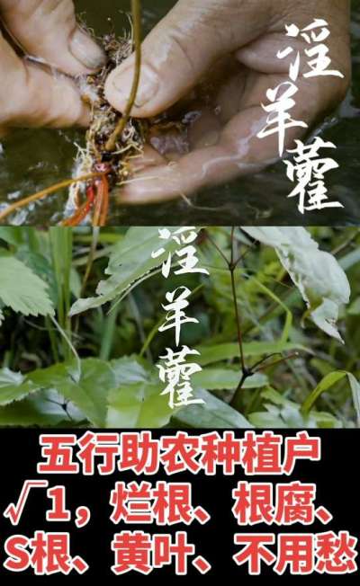 177，1907，0725，V 同号
1  老乡们！种淫羊藿不用乱买肥，咱这款专用肥，针对淫羊藿习性配的，壮苗防烂根，采收多卖钱，用过都回头！
2  咱种淫羊藿图的就是省心高产！专用肥薄肥勤施，苗不烧