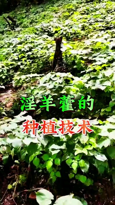 揭秘&ldquo;仙草&rdquo;淫羊藿的种植密码！耐严寒耐贫瘠，林下套种不占耕地，管理简单还能套种其他作物，一亩地的投入两亩地的收益～ 想返乡创业的赶紧码住！ #淫羊藿种植技术 #返乡创业项目 #药材种植指南 #农业新风