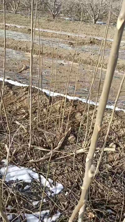 臭椿苗，一年苗，需要联系我，全国包邮到家。18534302961