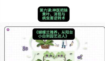 第六节：神医把脉：黄叶、消苞与病虫害逆转术，课程：《蝴蝶兰雅养六讲：从阳台小白到园艺达人》#识农AI