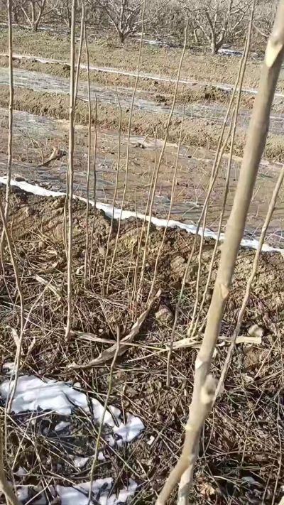 出售臭椿苗，巨峰葡萄苗。药用连翘苗，科研五号优质种苗，2/5年苗，药用连翘树，挂果树，全国包邮到家！财富密码18534302961