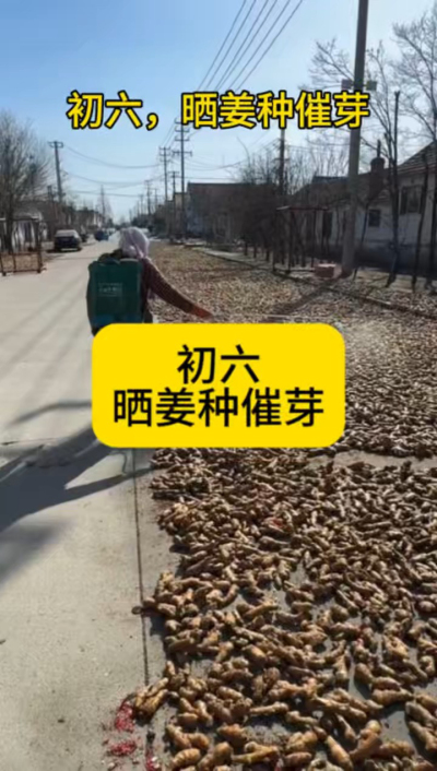 大年初六，晒姜种催芽