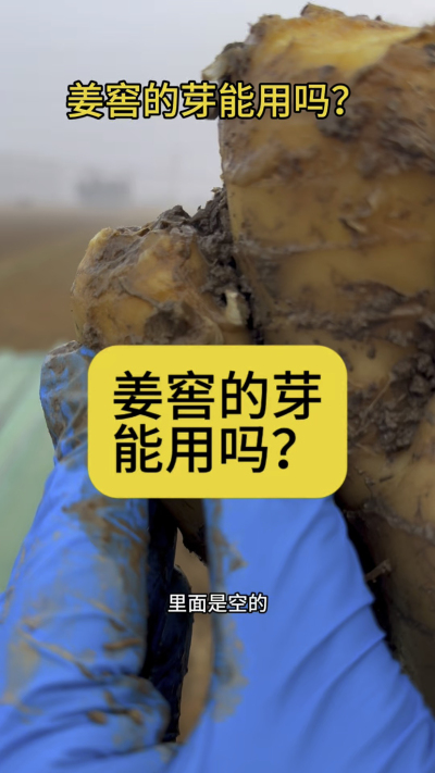 姜窖的芽能用吗？