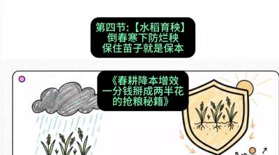 第四节：【水稻育秧】倒春寒下防烂秧，保住苗子就是保本