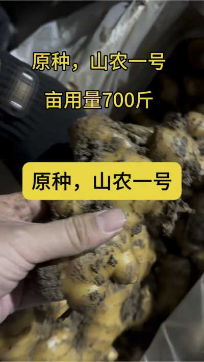 原种，山农一号