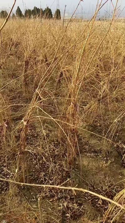 出售药用连翘苗，科研五号优质种苗，2/5年苗，药用连翘树，挂果树，全国包邮到家！财富密码18534302961出售药用连翘苗，科研五号优质种苗，2/5年苗，药用连翘树，挂果树，全国包邮到家！财富密码1